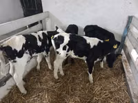 Vaca, Russian Black pied cattle — foto 1