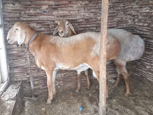 Carnero, Rhon sheep — Kirguistán