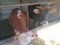 بقرة, Simmental cattle — الصورة 2