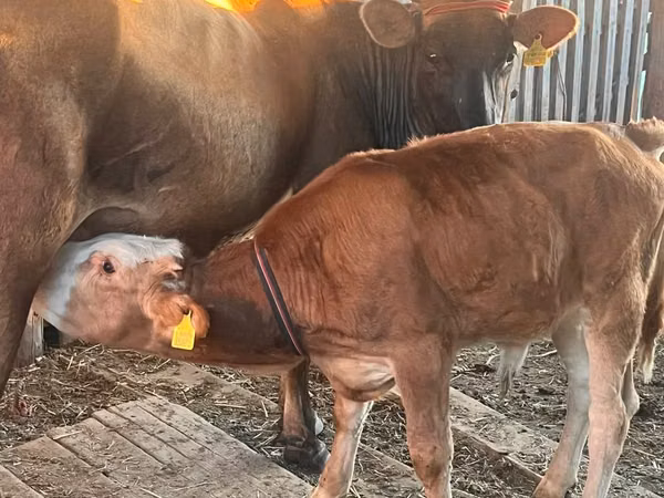 公牛, Cattle — 哈萨克斯坦