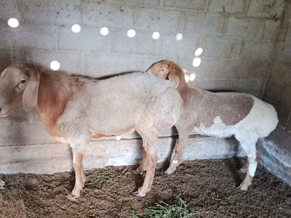 Schaf, Rhon sheep — Kirgisistan