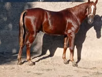 Hengst, Karabakh horse — Foto 3