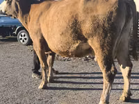 Kuh, Simmental cattle — Foto 7