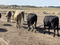Bull, Cattle — photo 4