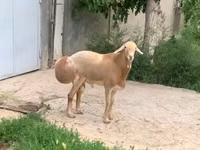 نعجة, الأغنام — الصورة 8