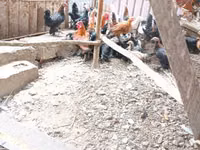 Chickens — الصورة 8