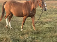 Mare, Horses — photo 2