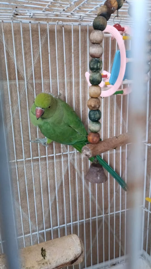 Qəfəslə erkəy 200 azn vatsap əlaqə Nimfa (Cockatiel) tutuquşu və qəfəs