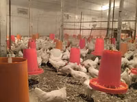 Chickens — foto 4