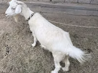 母山羊, Goats — 照片 1