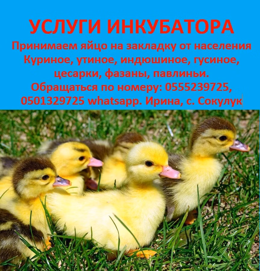 Услуги инкубатора принимаем яйцо на закладку от населения куриное