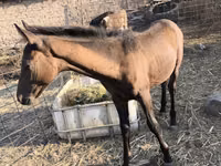 فرس, Thoroughbred horse — الصورة 4