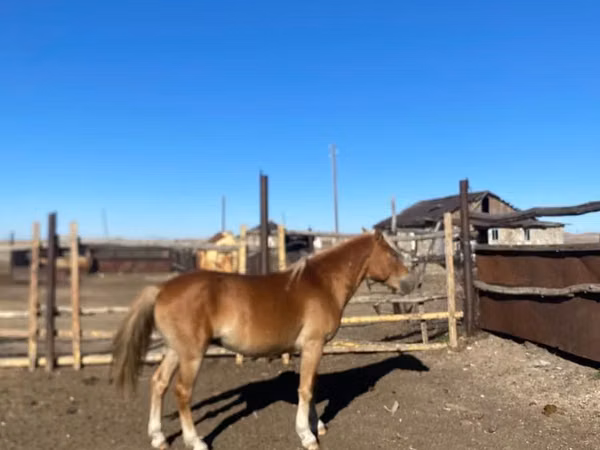 Otlar (partiya, jinsi ko‘rsatilmagan), Kazakh horse — Qozogʻiston