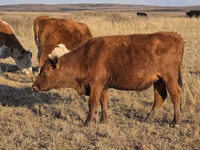 Vaca, Latvian Blue cattle — foto 4