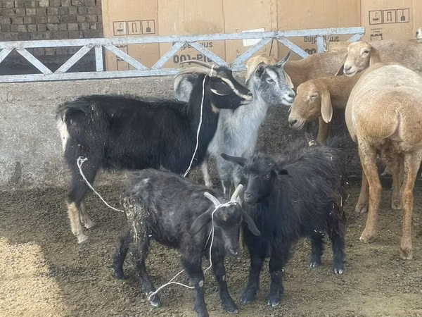 عنزة, Alpine goat