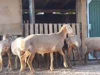 نعجة, Arashan sheep — الصورة 1