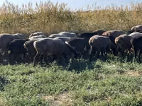 Qoʻy, Qoʻylar — 2-rasm