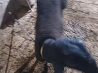 Cabro, Cabras — foto 5