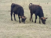 Rinder (Partie, Geschlecht nicht angegeben), Swiss cattle — Foto 1