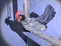 gallina danesa — foto 7