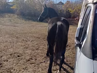 فرس, Horse breed — الصورة 1
