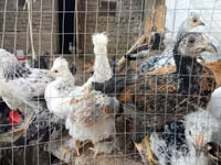 Chickens — Foto 3