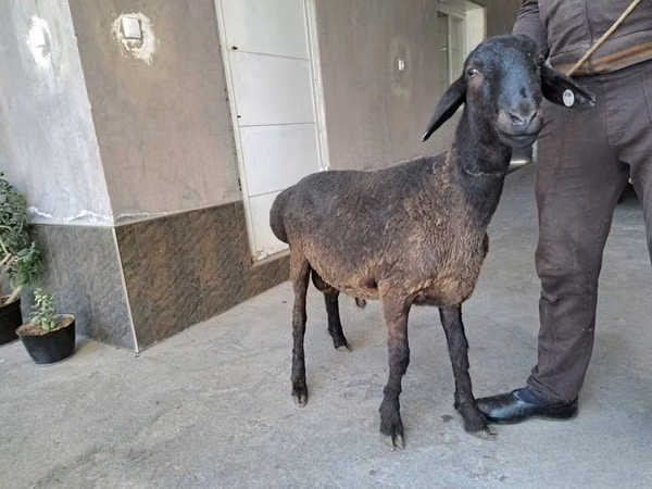 Ram, Sheep