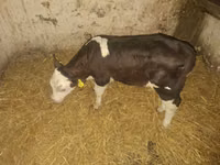 Bulle, Simmental cattle — Foto 1