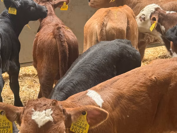 Rinder (Partie, Geschlecht nicht angegeben), Simmental cattle