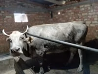 Cow, Alatau breed — photo 2