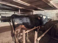 Bulle, Russian Black pied cattle — Foto 2