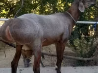 Ram, Sheep — photo 2