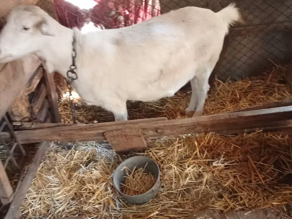 Ziege, Saanen goat