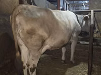 Kuh, Simmental cattle — Foto 4