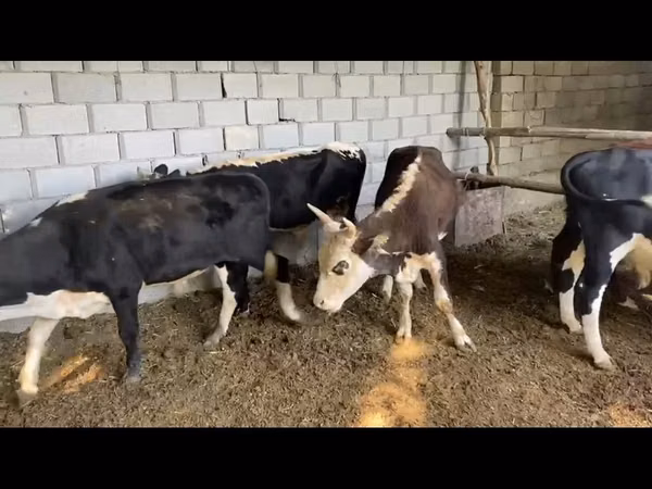 公牛, Cattle — 哈萨克斯坦