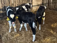 Bulle, Russian Black pied cattle — Foto 2