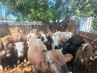 Bull, Cattle — photo 6