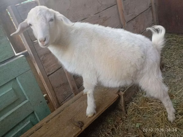 Cabra, Saanen goat