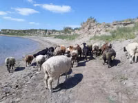 Cabra, Cabras — foto 1