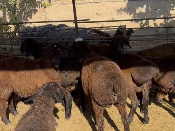 كبش, الأغنام — أوزبكستان