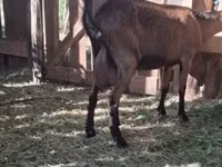 Ziege, Saanen goat — Foto 7