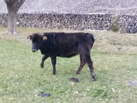 Cow, Cattle — photo 4