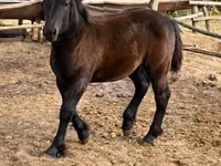 Mare, Horses — photo 3