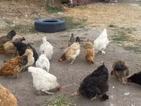 Chickens — Foto 2