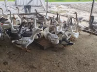 Geese — Foto 2