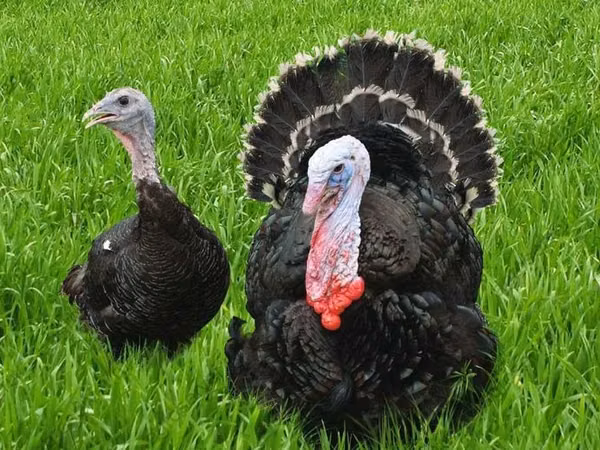 Turkeys