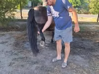 母马, Horses — 照片 7