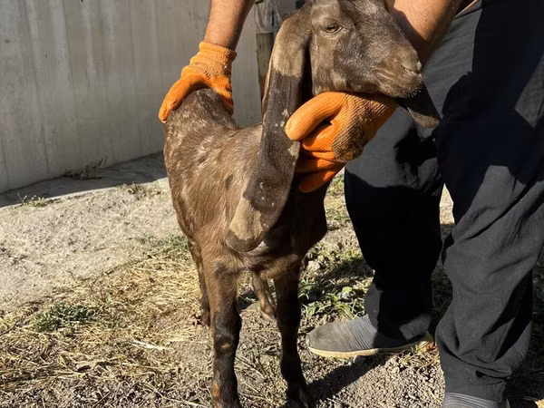عنزة, Kamori goats