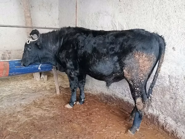 公牛, Cattle — 乌兹别克斯坦