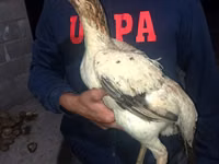 Chickens — Foto 2